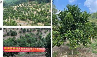 Spraying alginate oligosaccharide improves photosynthetic performance and sugar accumulation in citrus by regulating antioxidant system and related gene expression